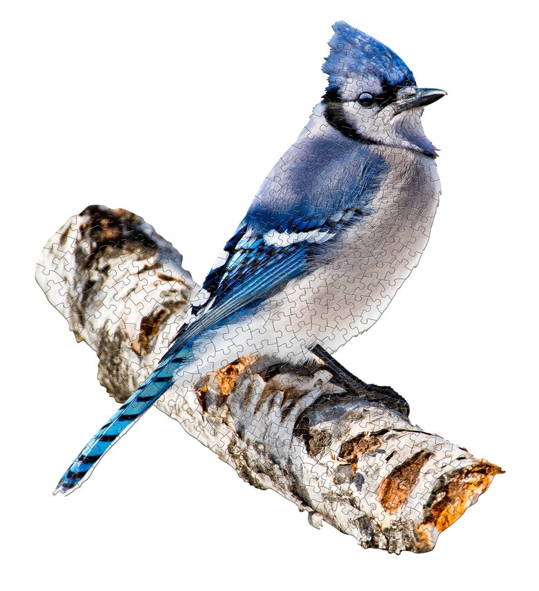 I Am Blue Jay 300 Piece Jigsaw Puzzle